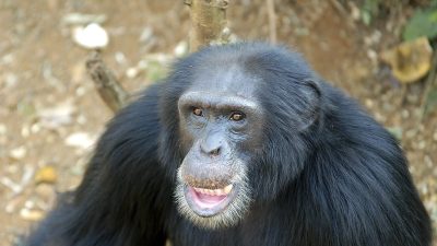 Jane Goodall, renumita cercetătoare britanică în studiul cimpanzeilor, a decedat la 91 de ani, marcând o schimbare majoră în înțelegerea primatelorea noastră”