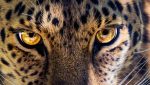 Leopard evadat din Grădina Zoologică, capturat într-un hotel din Indonezia; în august, un alt leopard a reușit să fugă de la aceeași expoziție zoologicăea noastră”