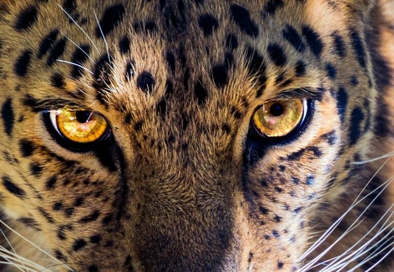 Leopard evadat din Grădina Zoologică, capturat într-un hotel din Indonezia; în august, un alt leopard a reușit să fugă de la aceeași expoziție zoologicăea noastră”