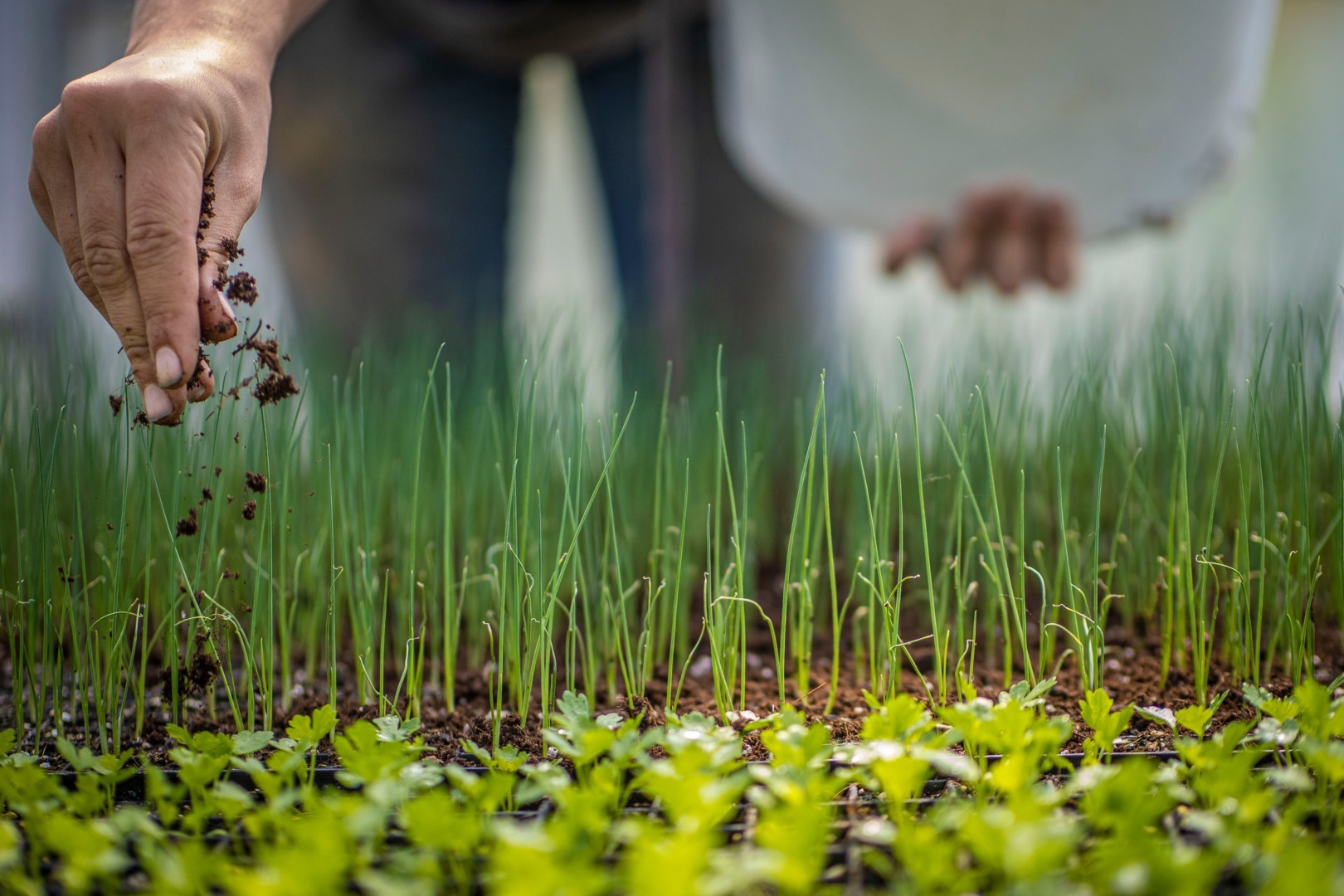 Anunț de ultimă oră | Comisia Europeană a lansat o acțiune legală împotriva României pentru emiterea frecventă a autorizațiilor de urgență pentru produse cu neonicotinoideea noastră”