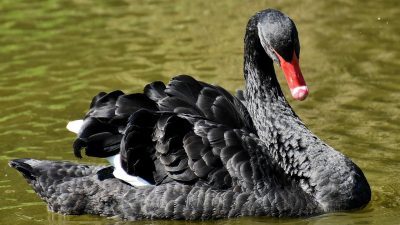 Lebăda neagră numită Terminator a fost alungată dintr-un oraș britanic după ce a încercat să atace și să înece lebedele albeea noastră”