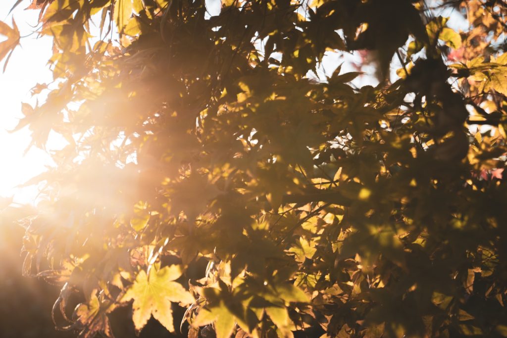 Prognoza meteo | Temperaturile vor crește în Capitală în acest sfârșit de săptămână, cu maxime ce vor ajunge până la 19 grade Celsius