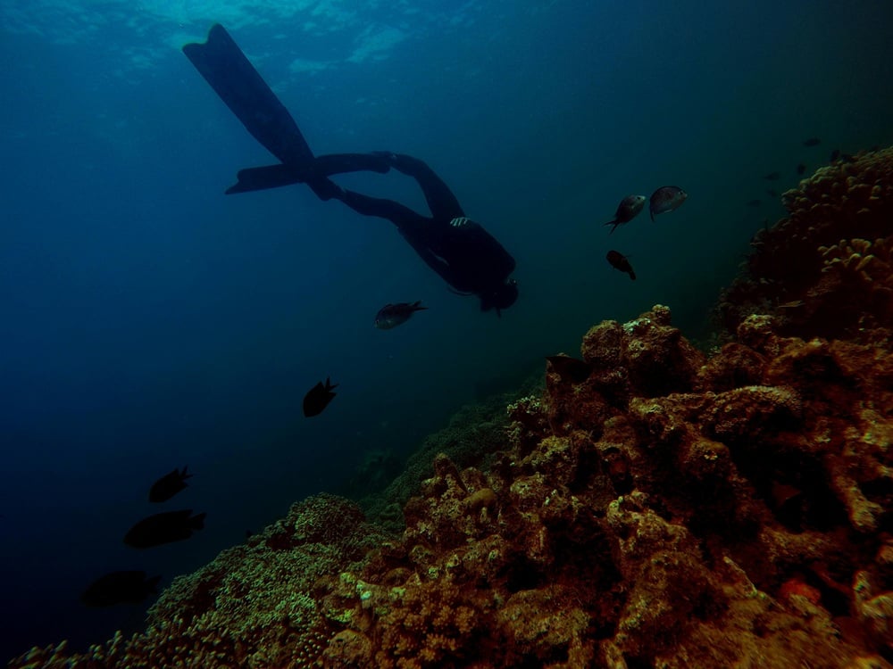 Scăderea nivelului global de fitoplancton în oceane, asociată cu creșterea temperaturii apei, conform unui studiuea noastră”