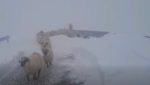 Video: Oile blocate de zăpadă pe Transalpina sunt salvate de drumari după aproape o săptămână / “Se pregătesc să coboare în siguranță spre Rânca”ea noastră”
