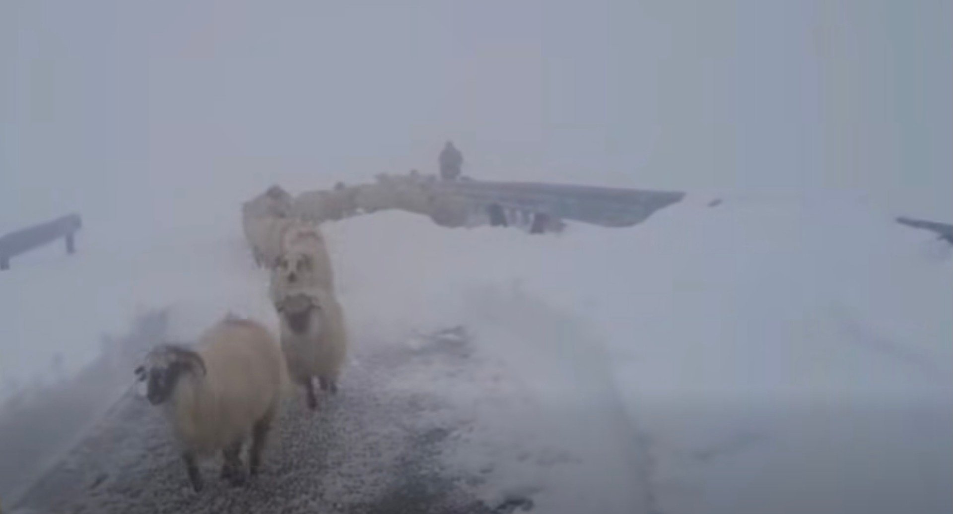 Video: Oile blocate de zăpadă pe Transalpina sunt salvate de drumari după aproape o săptămână / “Se pregătesc să coboare în siguranță spre Rânca”ea noastră”