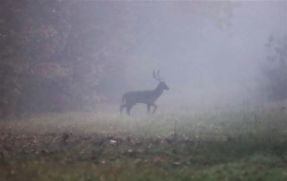 Majoritatea cerbilor de trofeu destinați pentru această ediție au fost vânați în zona Direcției Silvice Harghita, iar vânătorul nu achită decât costul trofeului, estimat între 2.000 și 3.000 de euro per expediție în terenea noastră”