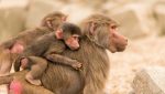 Două femei din Iași au fost internate la Spitalul de Boli Infecțioase după ce au fost mușcate de o cămilă, respectiv de un babuin; specialiștii avertizează asupra necesității vaccinării împotriva rabieiea noastră”