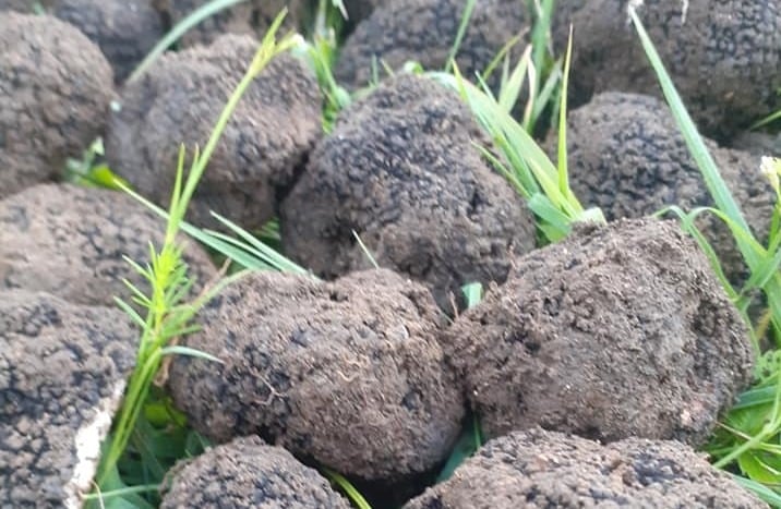 Neamț: Peste 5 kilograme de trufe negre rare, valorând mii de euro, confiscate de polițiști într-o mașină cu câini specializațiea noastră”