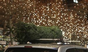 Decorarea orașului Iași pentru sărbători: 26 de brazi de mari dimensiuni și peste 850 de pomi în ghivece vor fi instalați, iar iluminatul festiv va fi inaugurat în 1 decembrie în fața Primărieiea noastră”