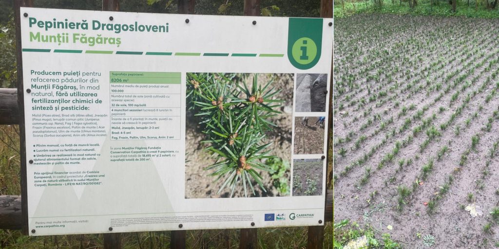 Restaurarea ecologică a 200 de hectare de păduri reziliente la schimbările climatice în Munții Făgăraș, folosind tehnologii moderne precum LIDAR și analize ADN, și importanța solurilor în reținerea carbonului comparativ cu țările din Europa de Vest