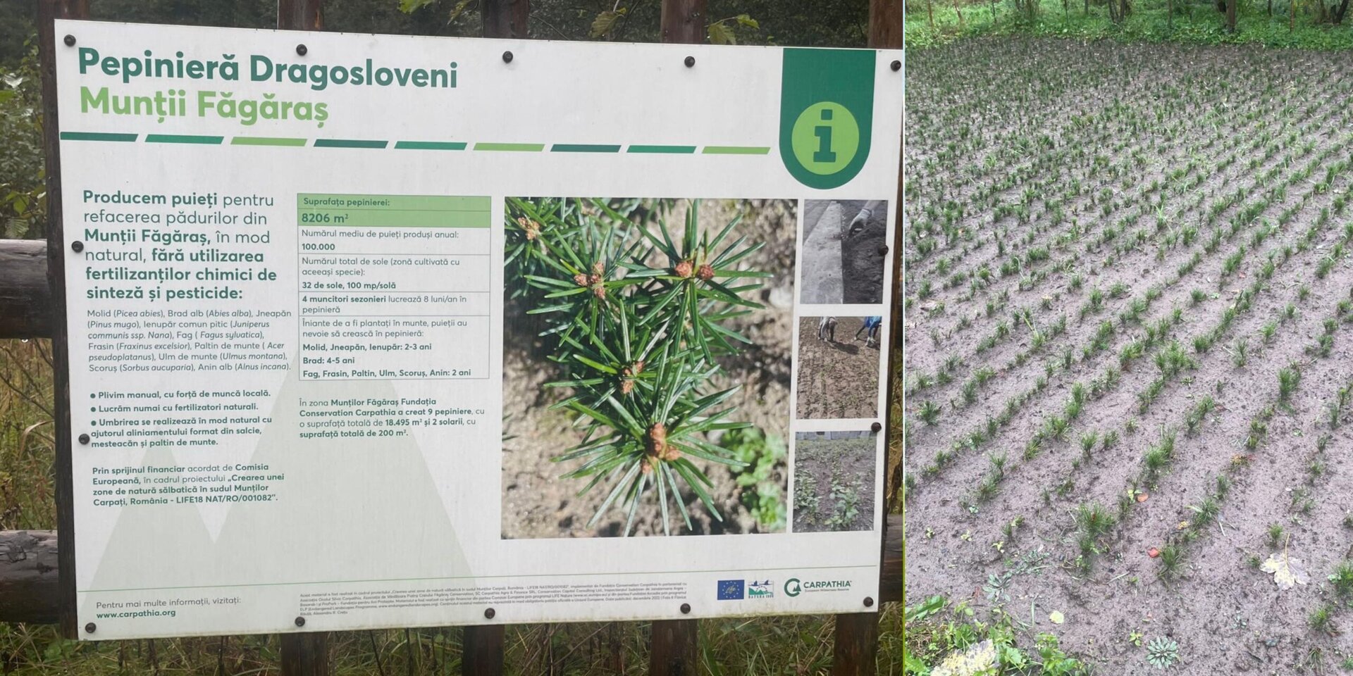 Restaurarea ecologică a 200 de hectare de păduri reziliente la schimbările climatice în Munții Făgăraș, folosind tehnologii moderne precum LIDAR și analize ADN, și importanța solurilor în reținerea carbonului comparativ cu țările din Europa de Vest