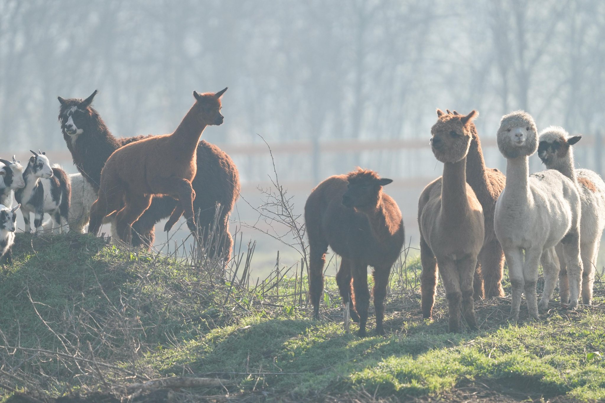 [ad_1] În Parcul „Nicolae Romanescu” din Craiova a fost deschisă, recent, o nouă zonă numită Valea Ciutelor, special destinată pentru alpaca și căprioare