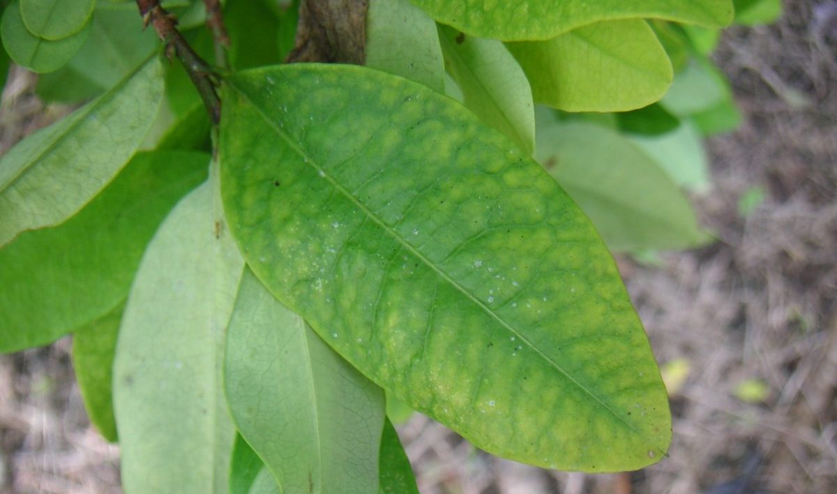 Producția de coca a înregistrat o creștere de 10% în Bolivia în 2024, cu autoritățile autorizând până la 22.000 de hectare cultivate pentru uz tradițional în comunitățile indigene