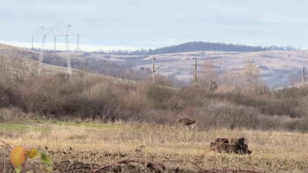 Elan surprins plimbându-se pe un teren abandonat în județul Hunedoara / Asociația Rewilding Romania menționează că, deși sursa animalului nu este încă identificată, în Ucraina și Polonia se regăsesc populații stabile de elani