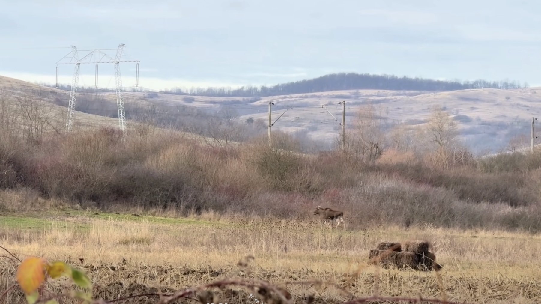 Elan surprins plimbându-se pe un teren abandonat în județul Hunedoara / Asociația Rewilding Romania menționează că, deși sursa animalului nu este încă identificată, în Ucraina și Polonia se regăsesc populații stabile de elani