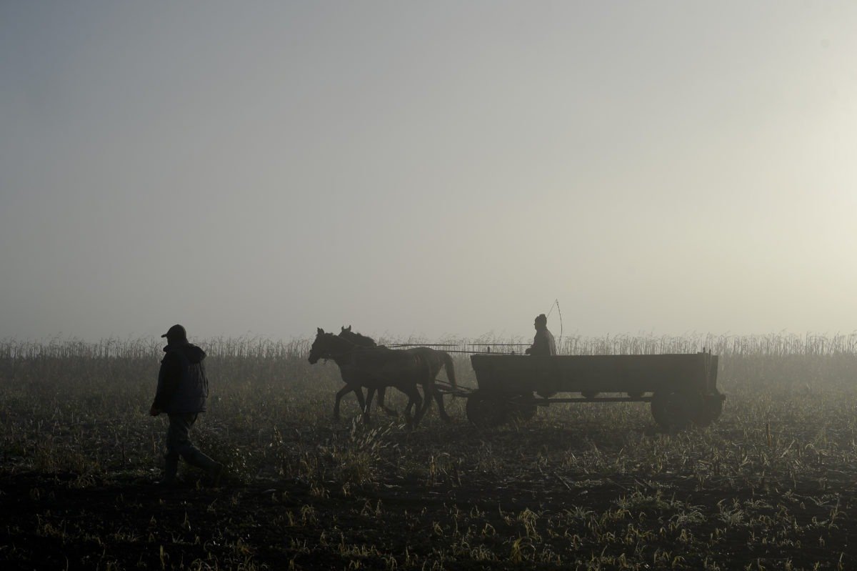 Iarnă temperat-adecvantă pentru agricultură / Meteorologia anunță o dezvoltare favorabilă a culturilor de toamnă, cu doar mici deficituri de umiditate