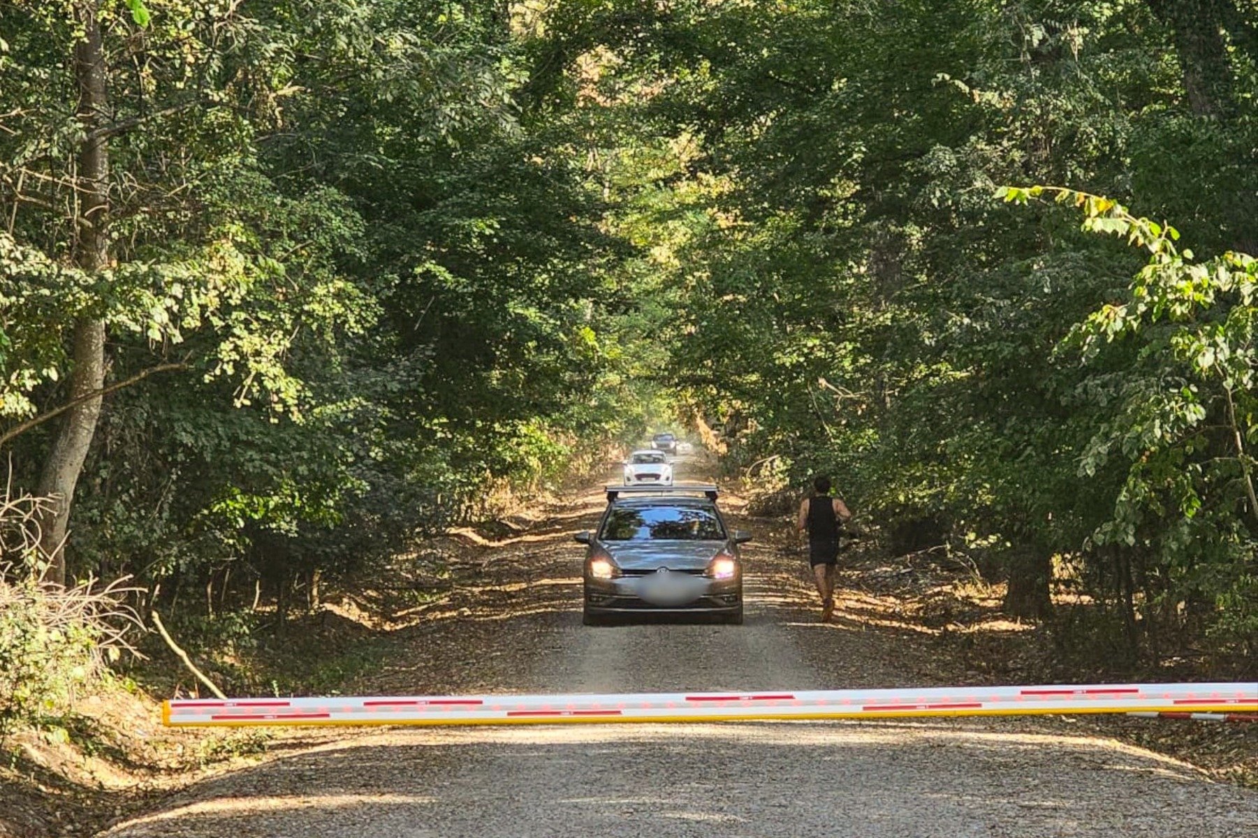 Campanie de semnături pentru protejarea Pădurii Băneasa: peste 700 de susținători solicită declararea zonei drept rezervație naturală și combaterea traficului ilegal rutier