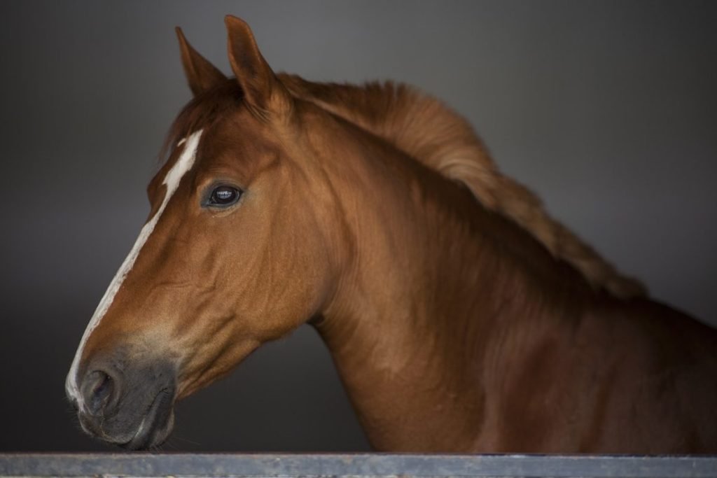 [ad_1] Trei cai, înregistrati oficial ca fiind morți, au fost găsiți la un târg ilegal de animale într-o comună din Brașov, conform unei agenții de știri care citează Radio Brașov