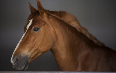 cal-hipic-cai-concurs-animale-e1661170812392.jpg - JurnalUrban