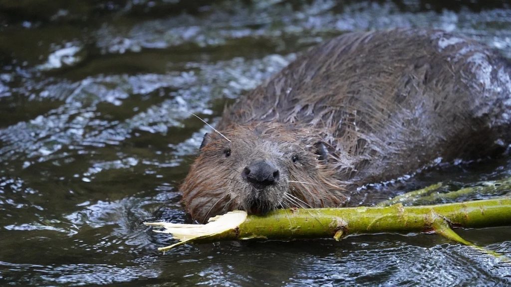 [ad_1] Un castor sălbatic a fost observat în Norfolk pentru prima oară după aproape 500 de ani de la dispariția sa oficială din Anglia, undeni a fost vânat până când a dispărut complet, în primele decenii ale secolului al XVI-lea, relatează publicația The Guardian
