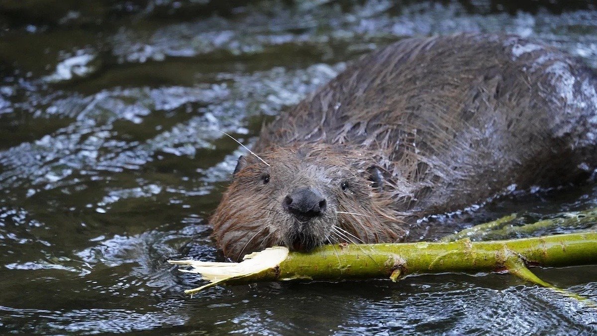 [ad_1] Un castor sălbatic a fost observat în Norfolk pentru prima oară după aproape 500 de ani de la dispariția sa oficială din Anglia, undeni a fost vânat până când a dispărut complet, în primele decenii ale secolului al XVI-lea, relatează publicația The Guardian