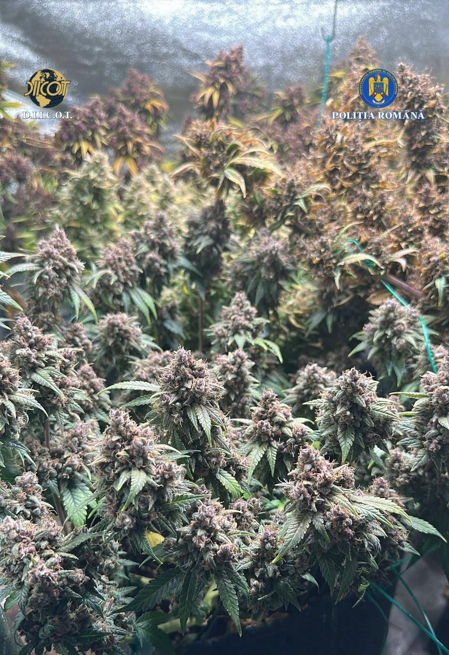 cultura-canabis3.jpeg - JurnalUrban