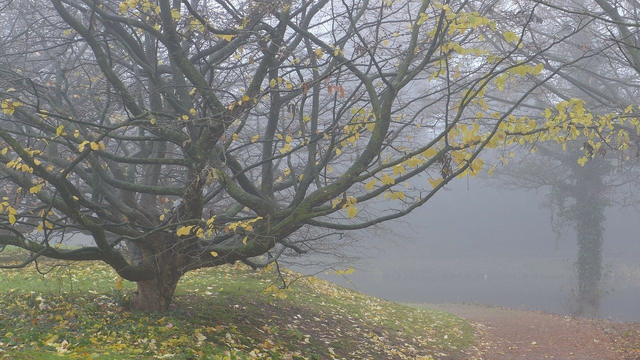 [ad_1] Pentru perioada 8-15 decembrie, meteorologii estimează temperaturi mai ridicate decât în mod obișnuit pentru această perioadă
