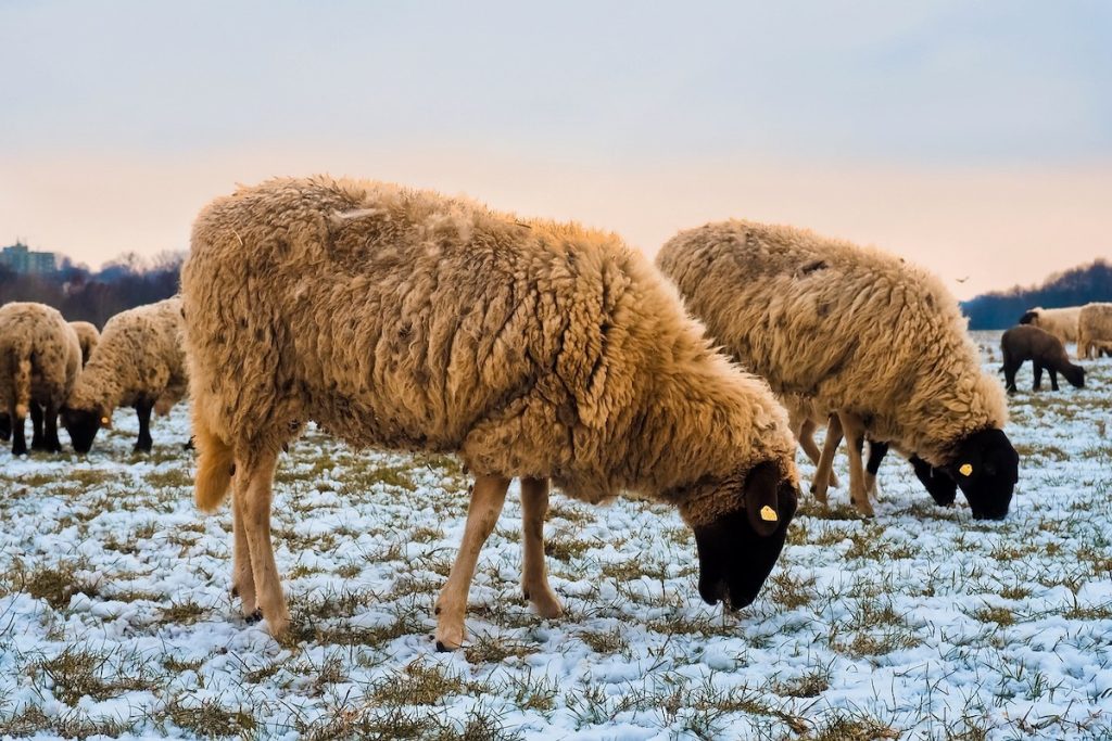 [ad_1] Un total de 450.233 de animale au fost sacrificate în cadrul unor măsuri impuse de autorități pentru a combate variola la ovine și caprine, conform datelor furnizate de Comitetul Științific Național pentru Gestionarea și Controlul Variolei la aceste specii, din cadrul Ministerului Dezvoltării Zonele Rurale