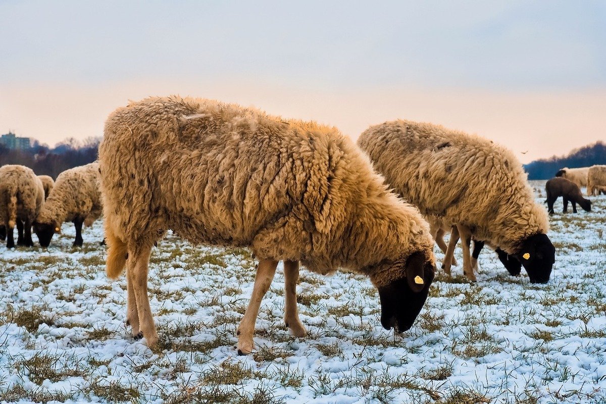 [ad_1] Un total de 450.233 de animale au fost sacrificate în cadrul unor măsuri impuse de autorități pentru a combate variola la ovine și caprine, conform datelor furnizate de Comitetul Științific Național pentru Gestionarea și Controlul Variolei la aceste specii, din cadrul Ministerului Dezvoltării Zonele Rurale