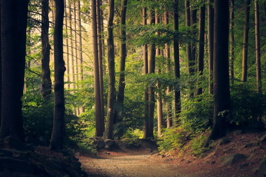 Creșterea anuală a volumului de masă lemnoasă în România, conform celui de-al treilea Inventar Forestier Național, ajunge la 59 de milioane de metri cubi