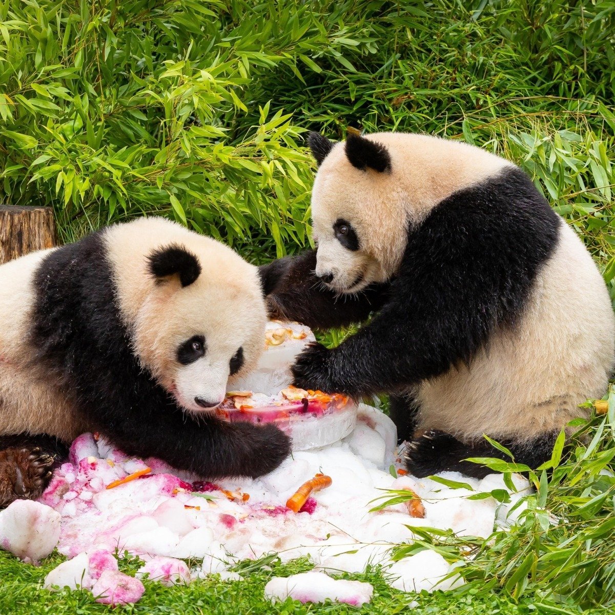 [ad_1] Doi urși panda, singurii de acest fel aflați în grădina zoologică din Tokyo, vor fi înapoiați în China în luna ianuarie, conform relatărilor din presa japoneză
