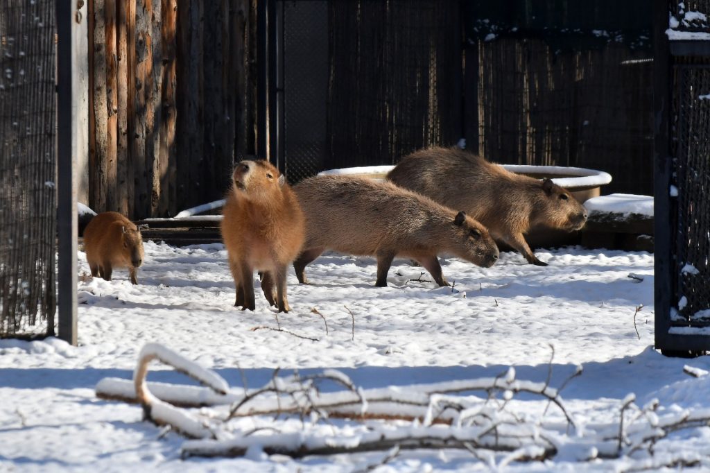 Aproape 100 de vizitatori pe oră la Grădina Zoologică București în 2025