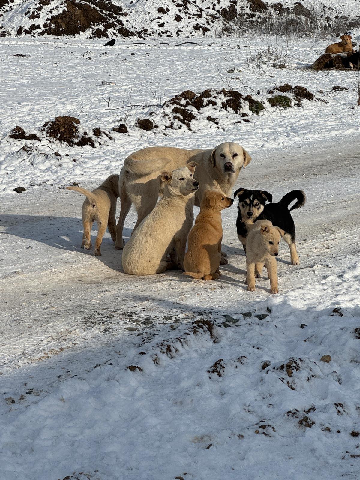Ilfovul continuă lupta pentru controlul populației canine și menținerea ordinii în comunitățile locale, prin programe de sterilizare și microcipare gratuite, dar și introducerea unei taxe speciale pentru gestionarea câinilor fără stăpân