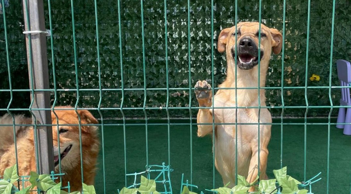 În București, eforturile autorităților și ale organizațiilor de protecție a animalelor dau roade, evidențiind o creștere semnificativă a numărului de câini adoptați în ultimul an