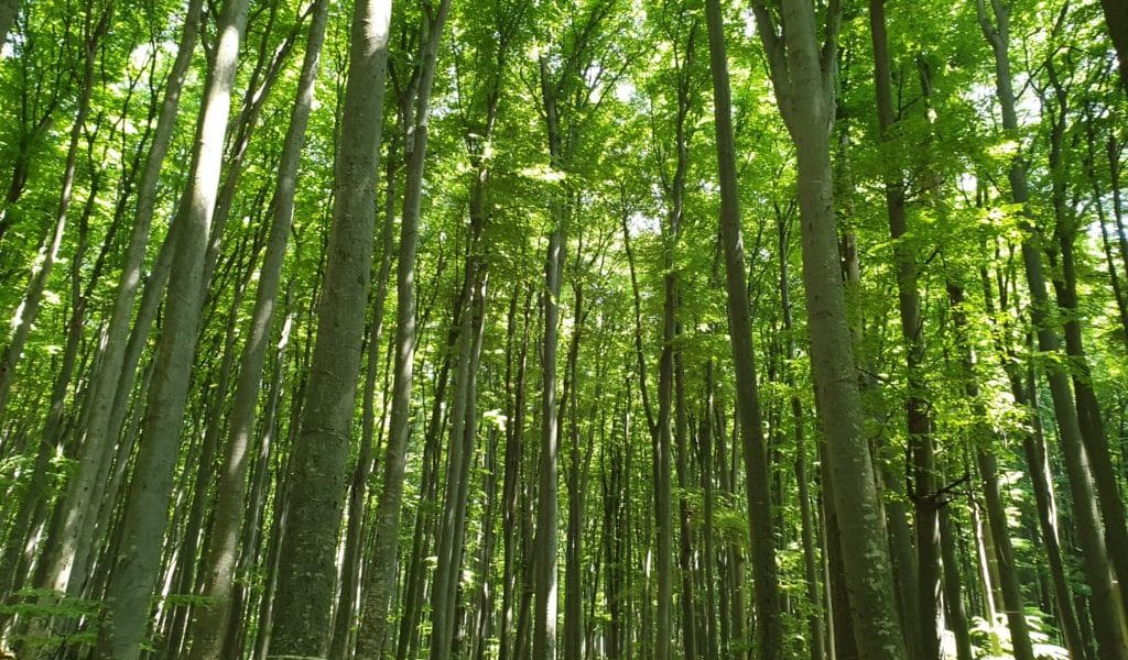 Buzoianu: SUMAL s-a modernizat pentru a stopa furtul de lemn - JurnalUrban