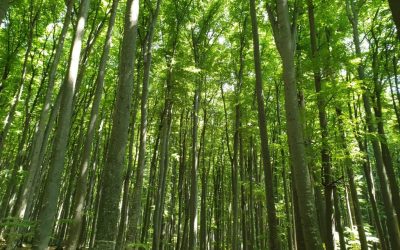 Buzoianu: SUMAL s-a modernizat pentru a stopa furtul de lemn - JurnalUrban