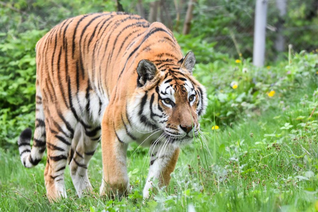 Fotografia de wildlife de la distanță nu înseamnă doar un aparat performant, ci și răbdare, tehnică și înțelepciune