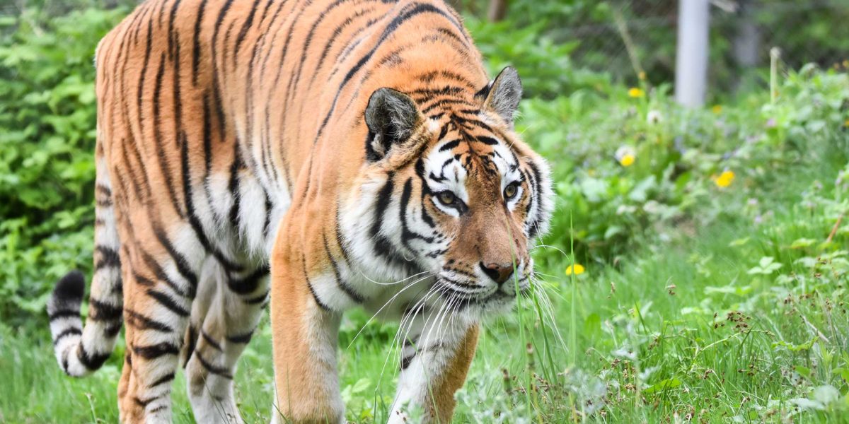 Cate-tipuri-de-feline-exista-in-lume-4.jpg - JurnalUrban