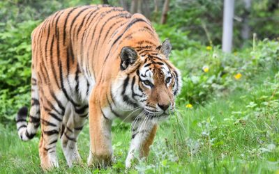 Cate-tipuri-de-feline-exista-in-lume-4.jpg - JurnalUrban