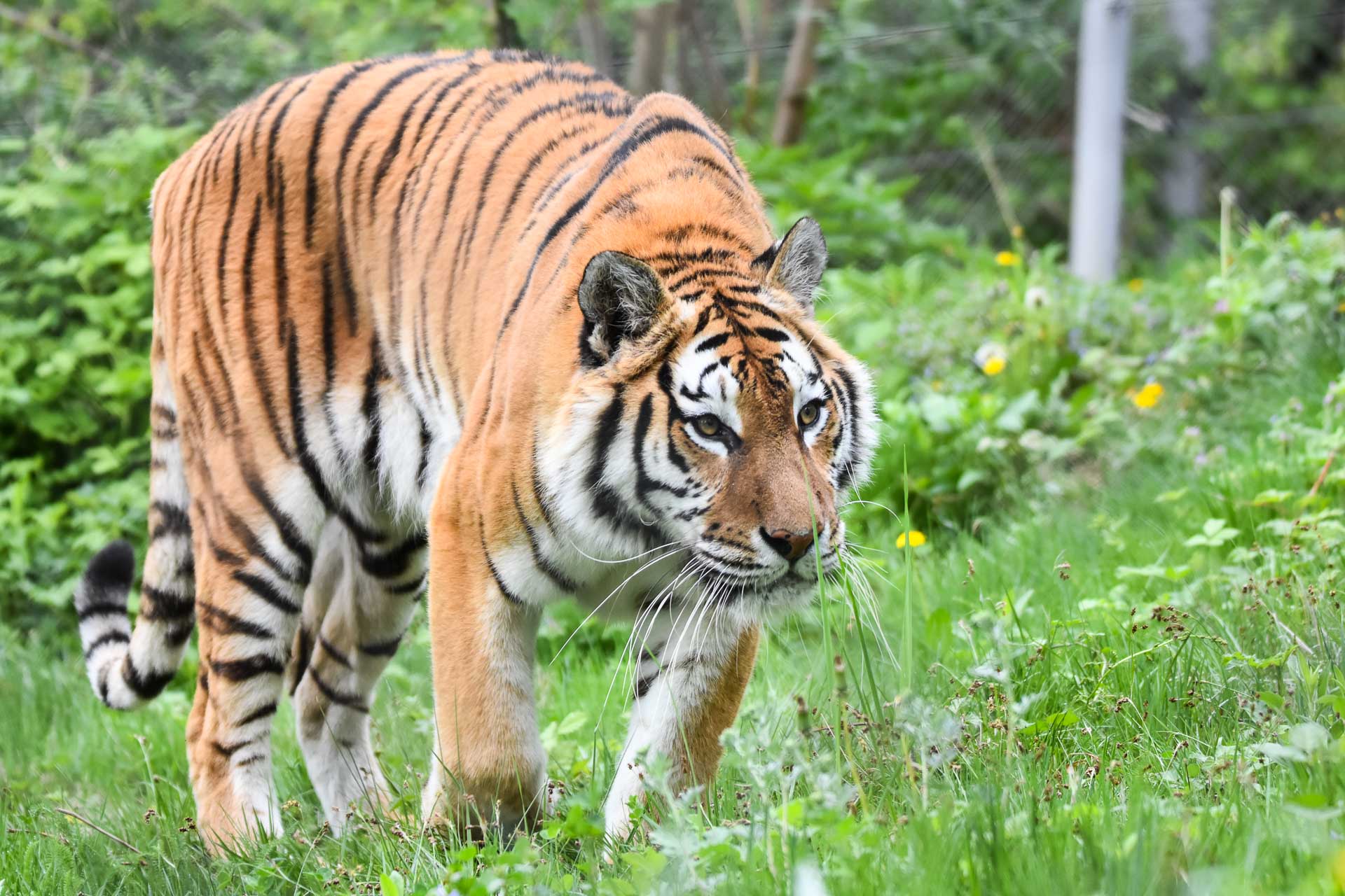 Fotografia de wildlife de la distanță nu înseamnă doar un aparat performant, ci și răbdare, tehnică și înțelepciune