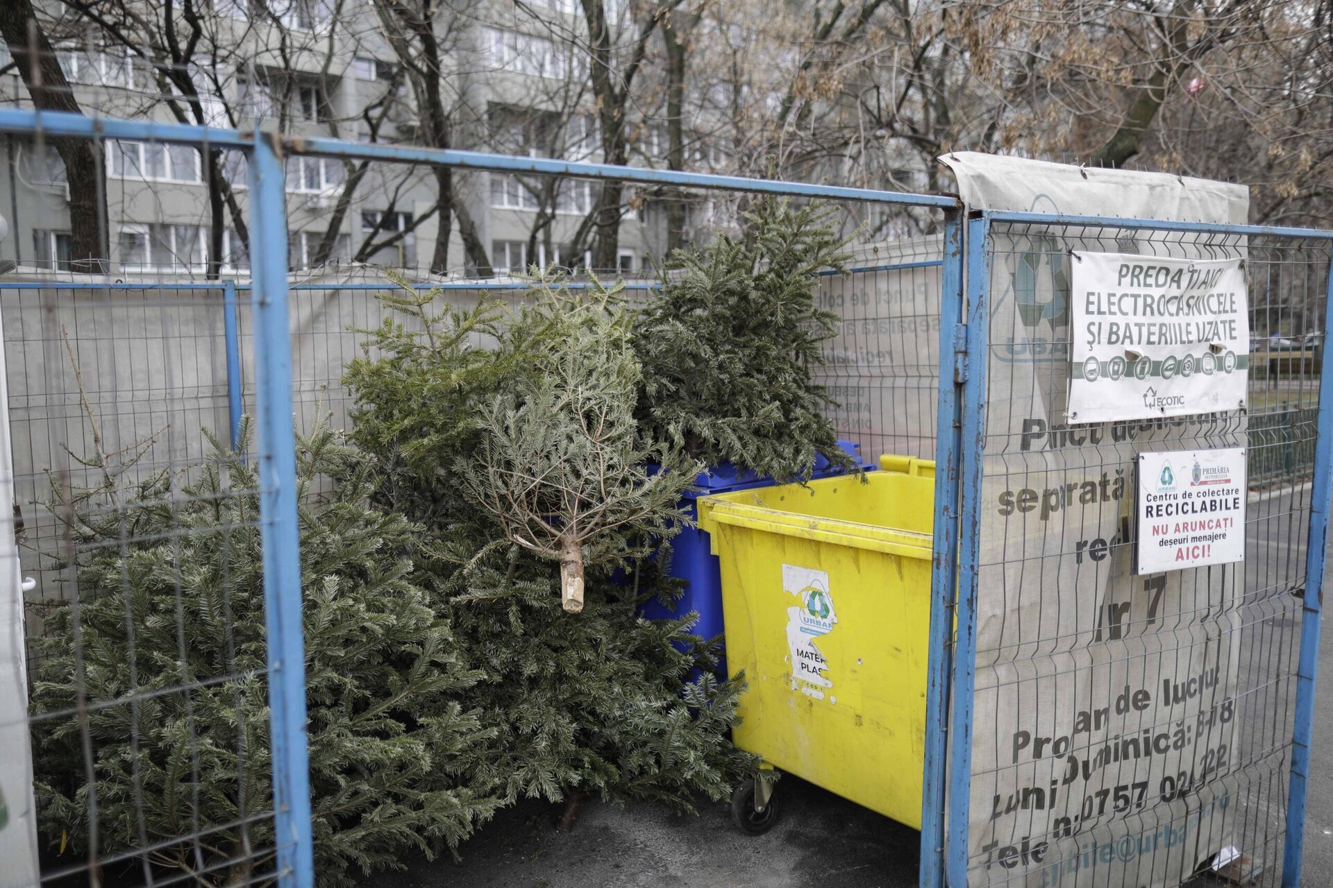 Bucureștiul începe să gestioneze mai eficient deșeurile de sezon: colectarea gratuită a brazilor de Crăciun după sărbători După magia sărbătorilor, orașele se confruntă cu provocarea gestionării masive a deșeurilor specifice sezonului, iar autoritățile din București au lansat noi măsuri pentru a face această activitate mai ușor de suportat pentru cetățeni