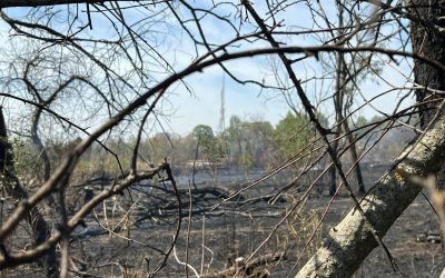 Inca-un-incendiu-in-Parcul-IOR-1600x1200-3-1.jpeg - JurnalUrban