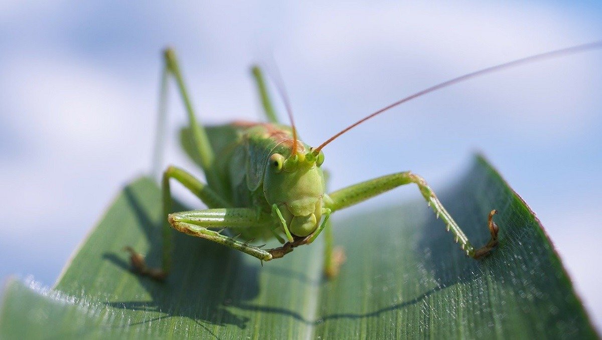 Lăcusta egipteană, o nouă amenințare pentru flora și fauna din Ungaria După ce a fost observată pentru prima dată în Ungaria, lăcusta egipteană pare să-și fi stabilit deja prezența în această țară, punând în alertă comunitățile agricole și specialiștii în entomologie