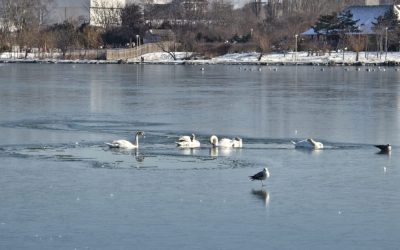 Lebede-inghetate-gheata.jpeg - JurnalUrban