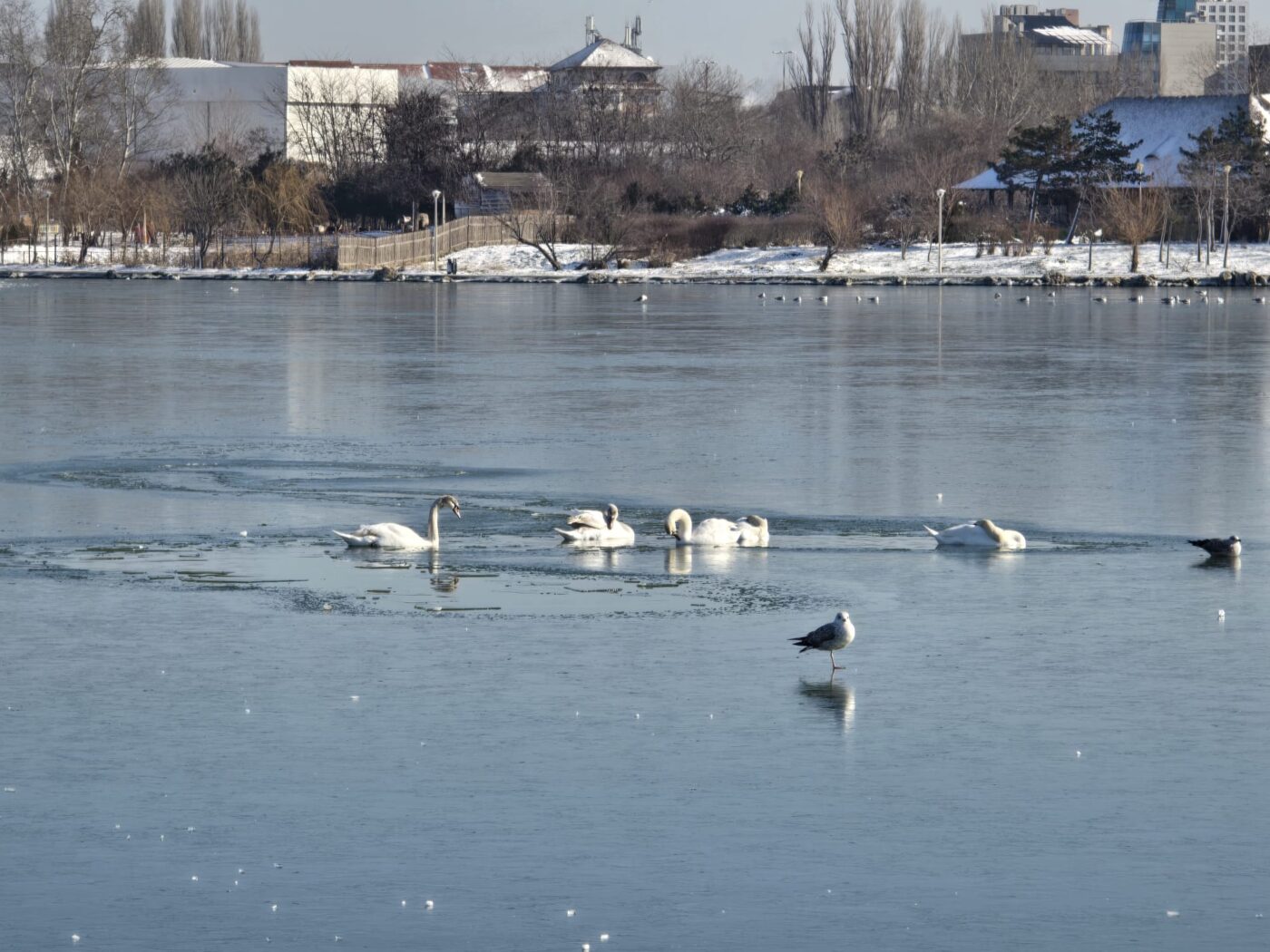 Opt lebede au pierit joi, în urma unei tragedii petrecute pe lacul Moara Domnească din Vaslui, unde păsările au fost blocate în gheața solidificată, fiind incapabile să își găsească drumul spre apă