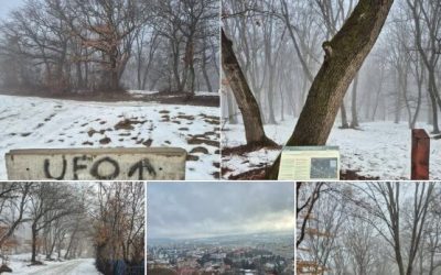 Padurea-Hoia-e1769613546228.jpg - JurnalUrban