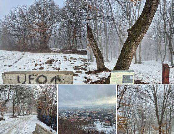 Padurea-Hoia-e1769613546228.jpg - JurnalUrban