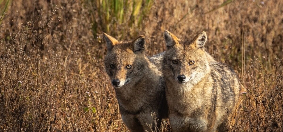 Sacali-Pexels-Anand-Dandekar.jpg - JurnalUrban