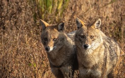 Sacali-Pexels-Anand-Dandekar.jpg - JurnalUrban