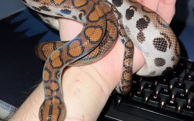 Sarpe-1.jpg - JurnalUrban